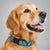 Dogs Collars & Leashes